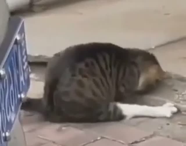 Бойцы ЛДНР и РФ вытаскивают «героических бойцов неоNацистов» из подземелий Азовстали