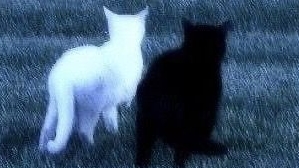 Котик 