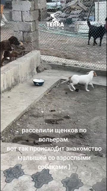 щенки в приюте