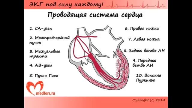 Урок 1. Видеокурс  ЭКГ под силу каждому