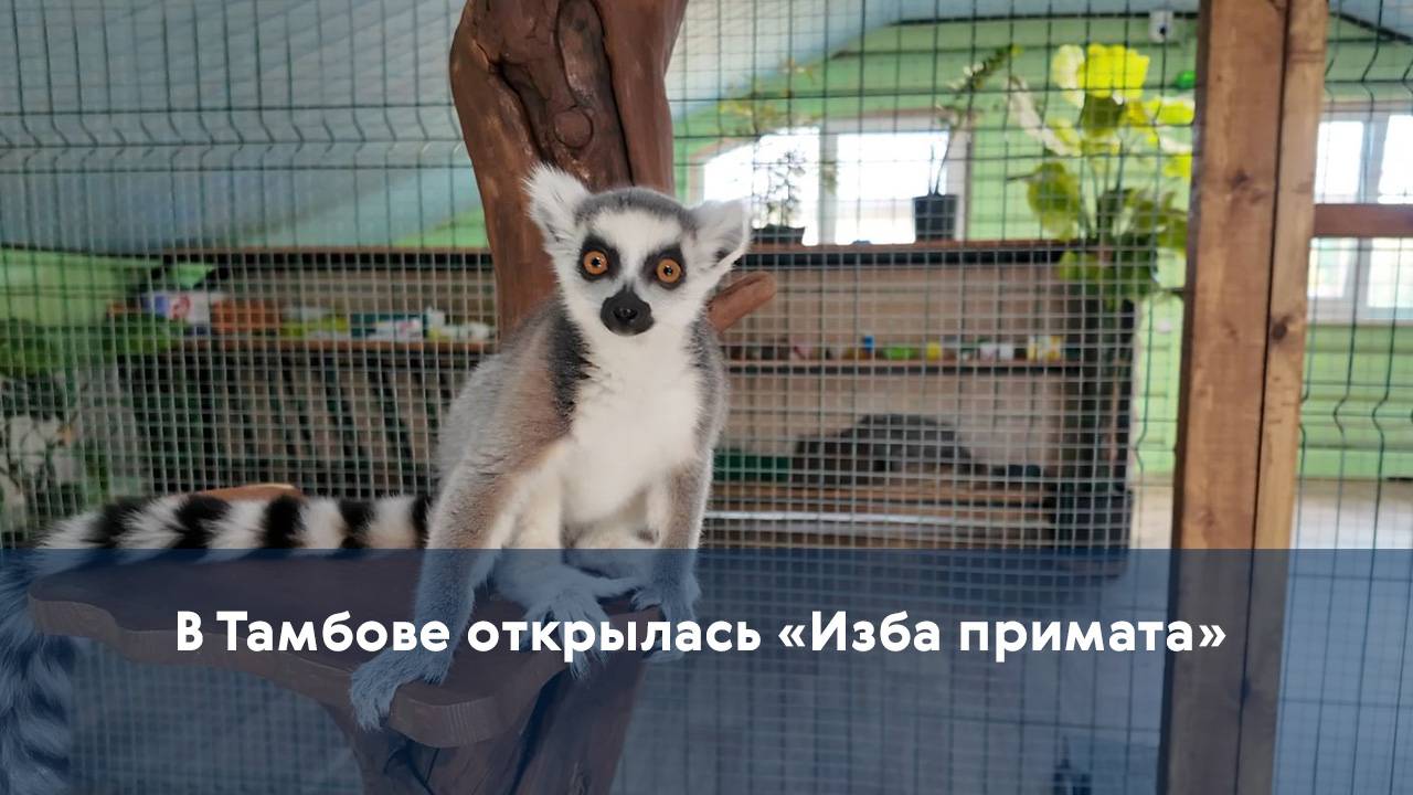 В Тамбове открылась Изба примата