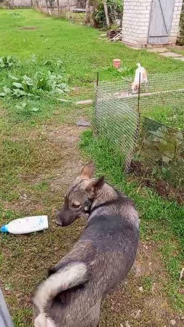 Прекрасная стайка.