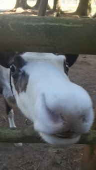 Очаровашка