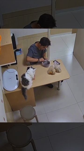 Если вы вдруг когда-нибудь решите приютить рыжего кота — готовьтесь, он всегда будет во всём вино...