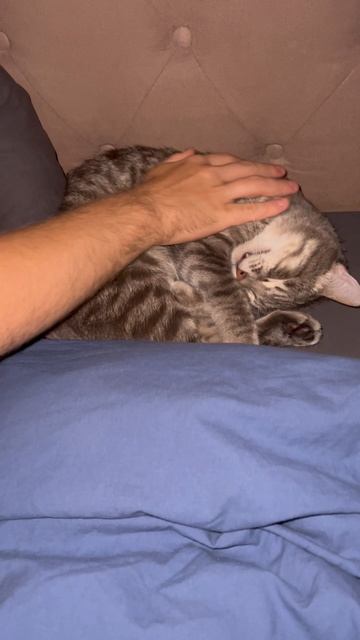 Мило спящий котик 🐱