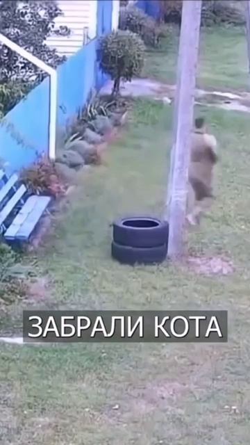 Даже котов хотят на фронт отправлять