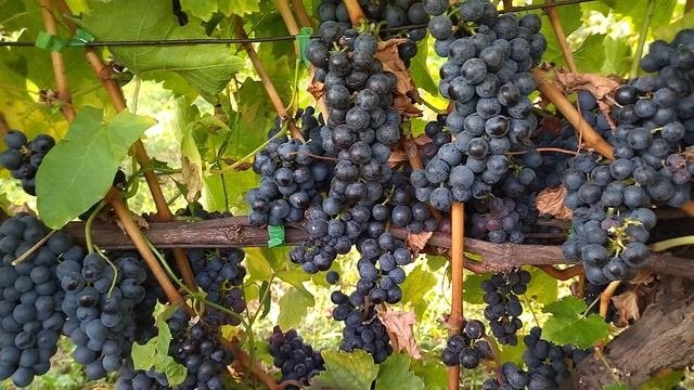 Черный Жемчуг стабильный технарь с мускатным вкусом.