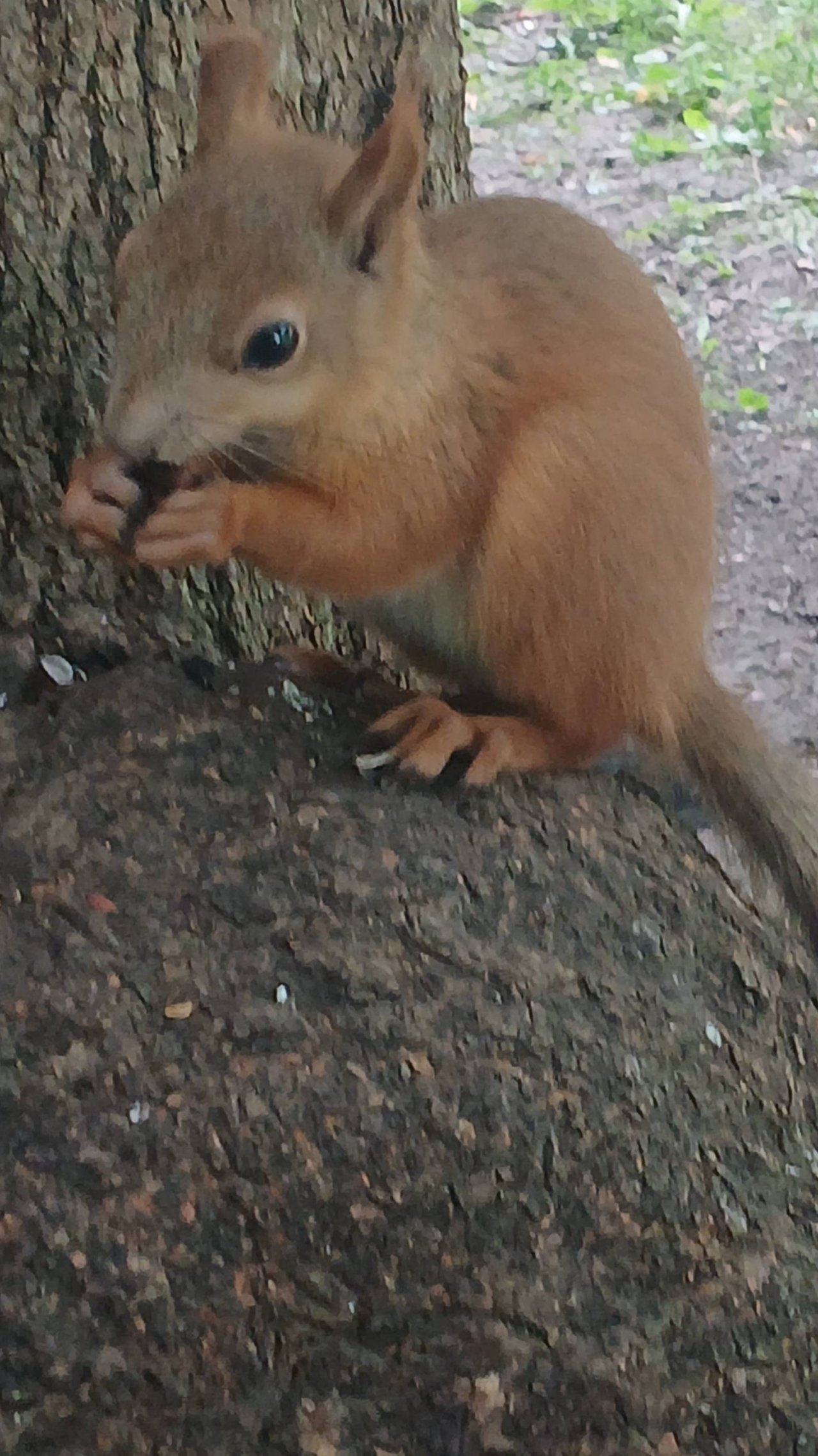 Дружба дружбой, а орешки врозь...