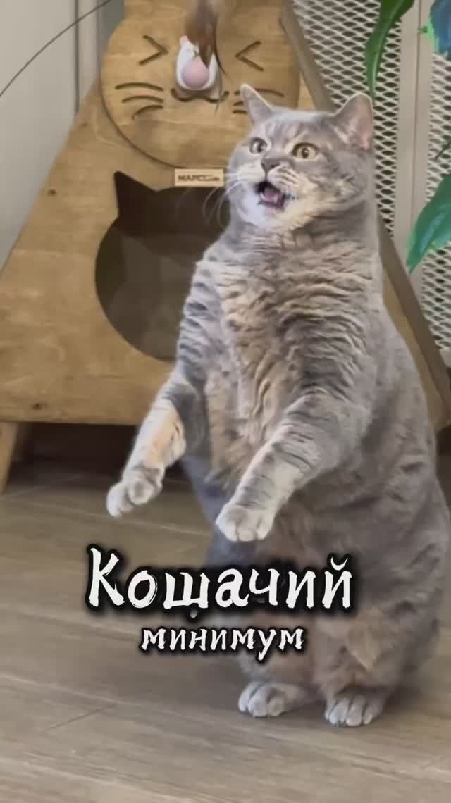 Кошачий минимум 
