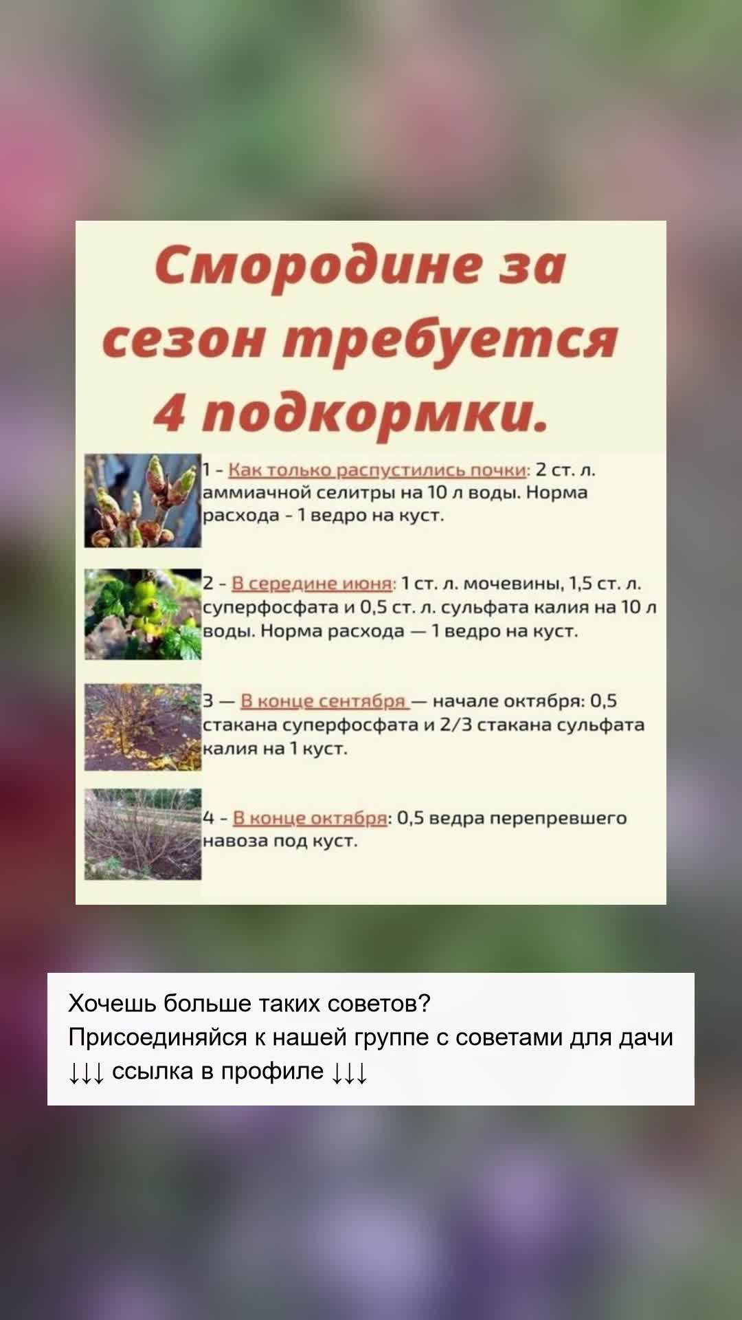 Как обеспечить богатый урожай смородины