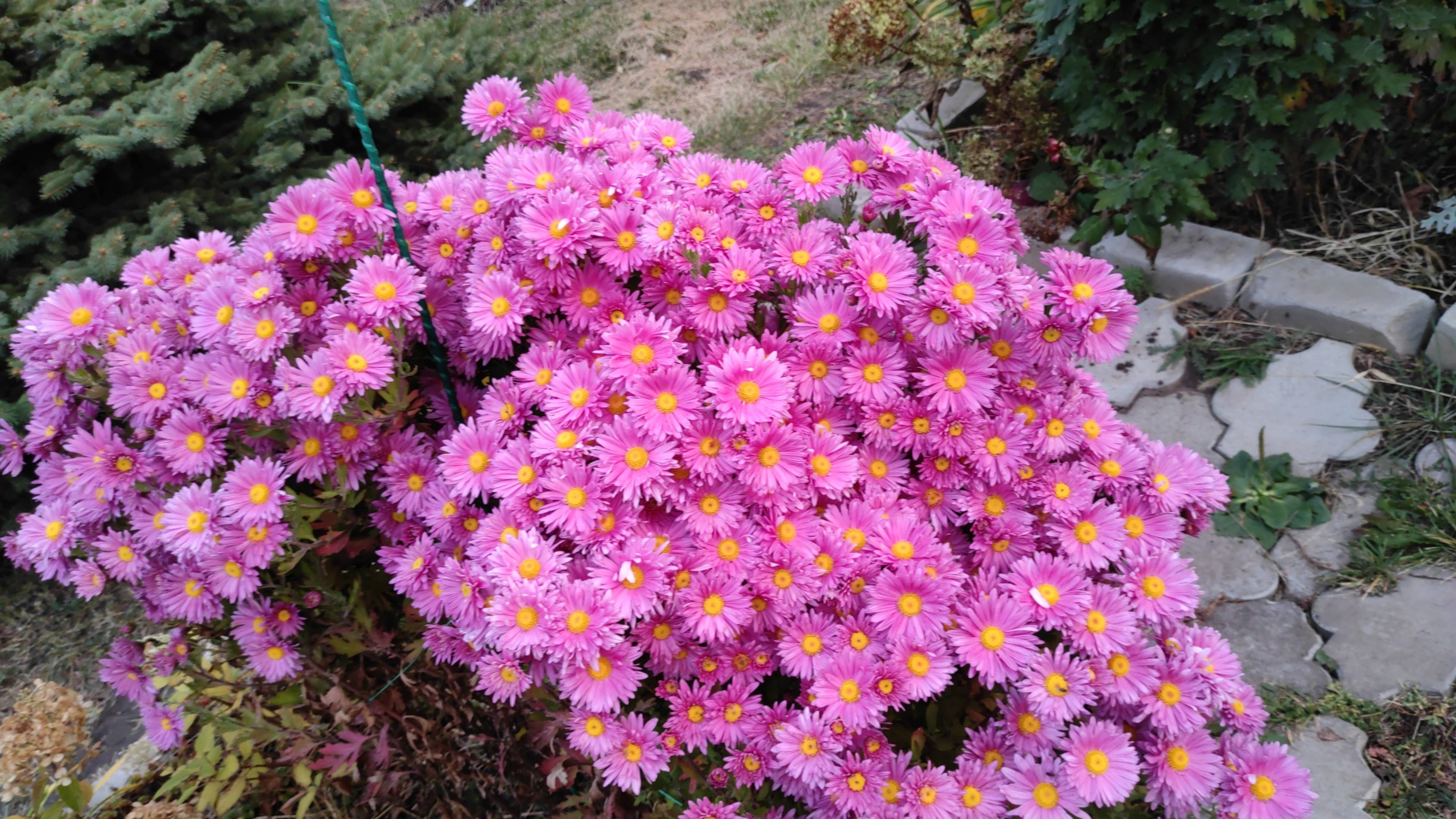 Осеннее раннее утро🌺.