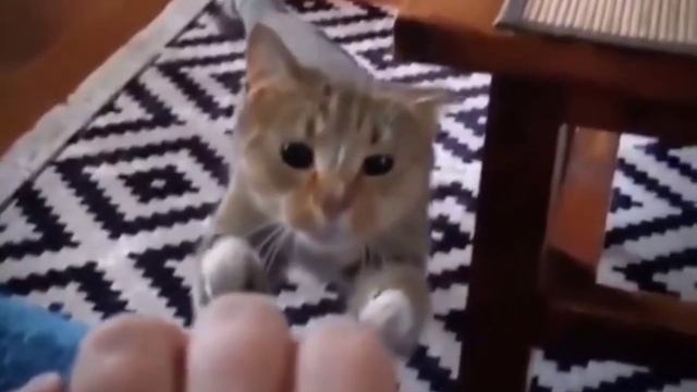 Как этот кот прижимает ухо, чтобы не удариться о край стола. Совершенное создание😎