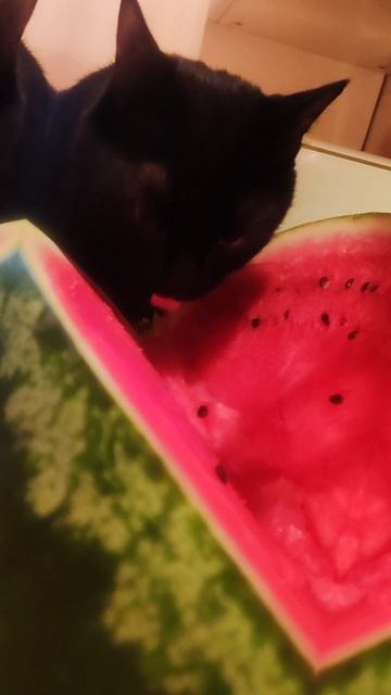 Брюсович и арбуз 🍉