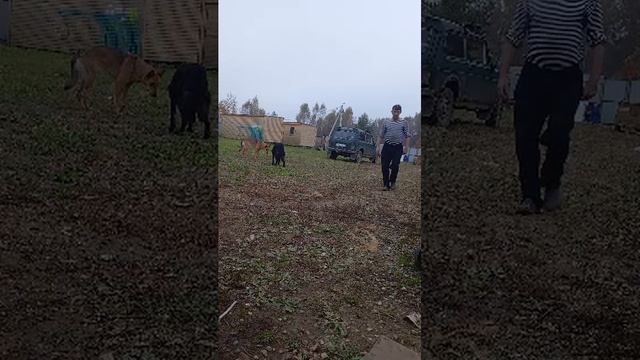 с собаками в деревне