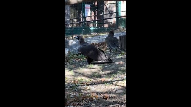 Черный гриф Гоша в хабаровском зоосаде переехал в просторный вольер