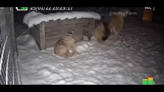 Пёс и кот против тигра. Неожиданно