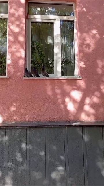 Три голубя  голуби