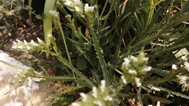 Статица  больше не посажу. статицасажатьнебуду