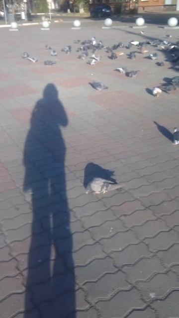 Я голубь