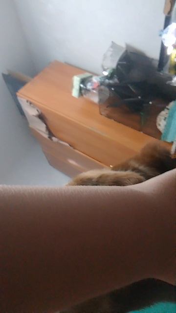 тима