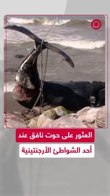 حوت نافق على شاطئ بالأرجنتين