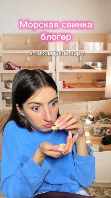 Морская свинка стала блогером