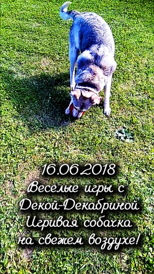 16.06.2018 Веселые игры с Декой-Декабриной: Игривый хаски на свежем воздухе!