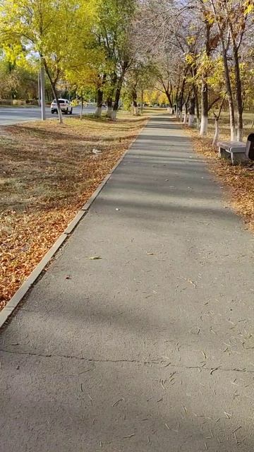 Вдоль Пентагона в Оренбурге крысы бегают