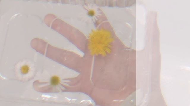 Petal_20251008_174346.mp4