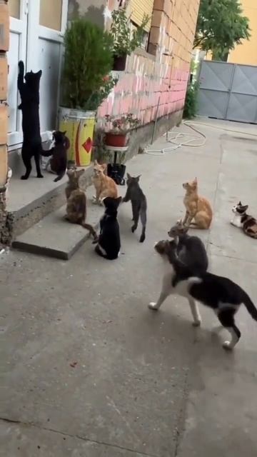 Открывайте,я с друзьями пришел