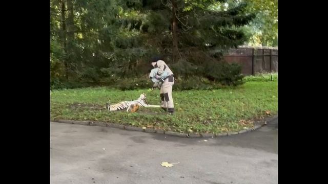 Тигр не пройдёт!