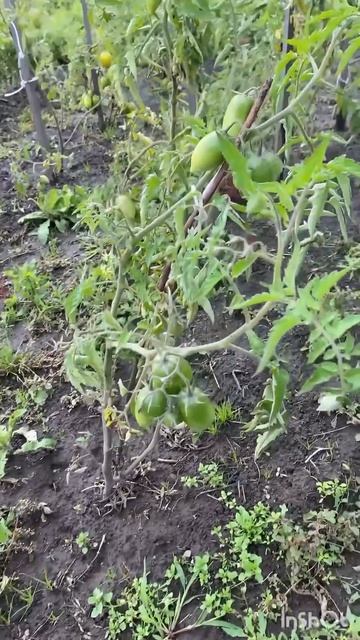 Собираю помидорки на дозревание #дача #огород #garden #сад
