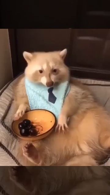 У мистера Енота ланч 👍😋👌😉😘🦨