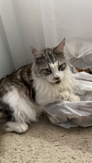 Охрана Грибов в деле #запасыназиму #cat#котики #кот