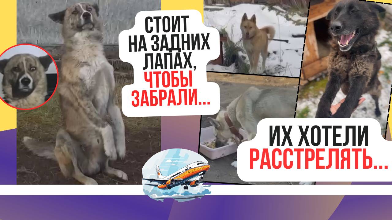 Спасти чтоб выжить. Помогите сбежать и на самолёт...