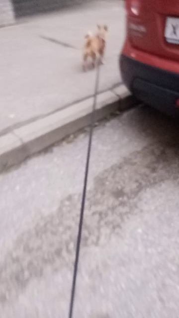 VID_20251008_065951.mp4