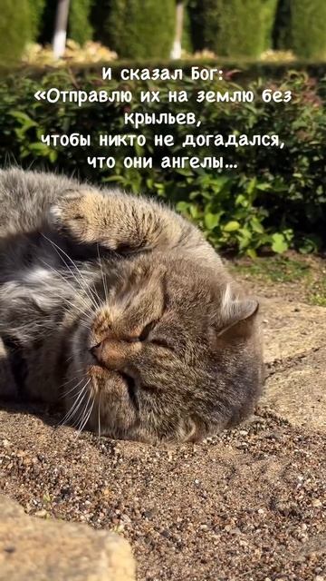 Милые котики