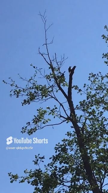 Ленинградская область. Хвойное. 30.06.2024. Река Вуокса. Дятел