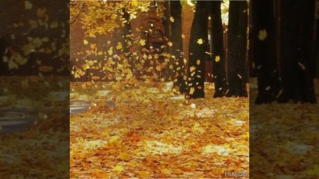 🎧🍁🍂 ДОРОГИ ЛЮБВИ 💔♥️ #видеостихи #стихи_о_жизни