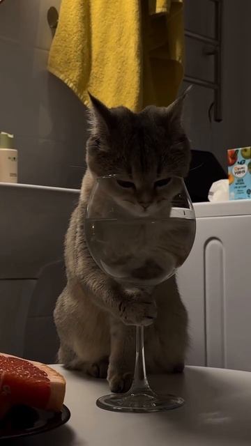 Нескучная кошка