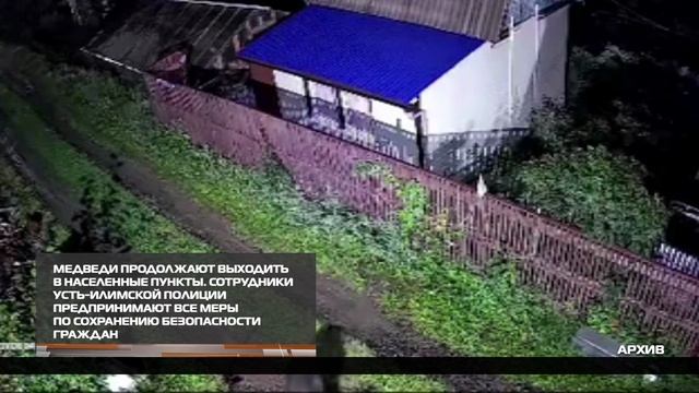 Медведи продолжают выходить в населенные пункты  08-10-2025