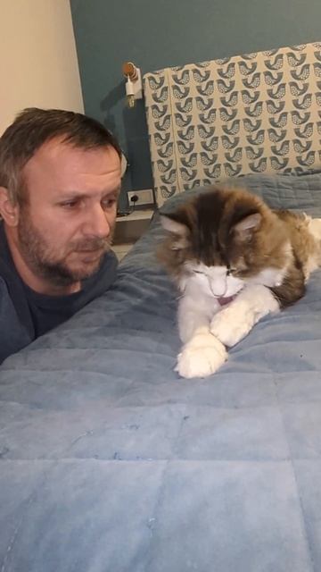 Породистый котик
