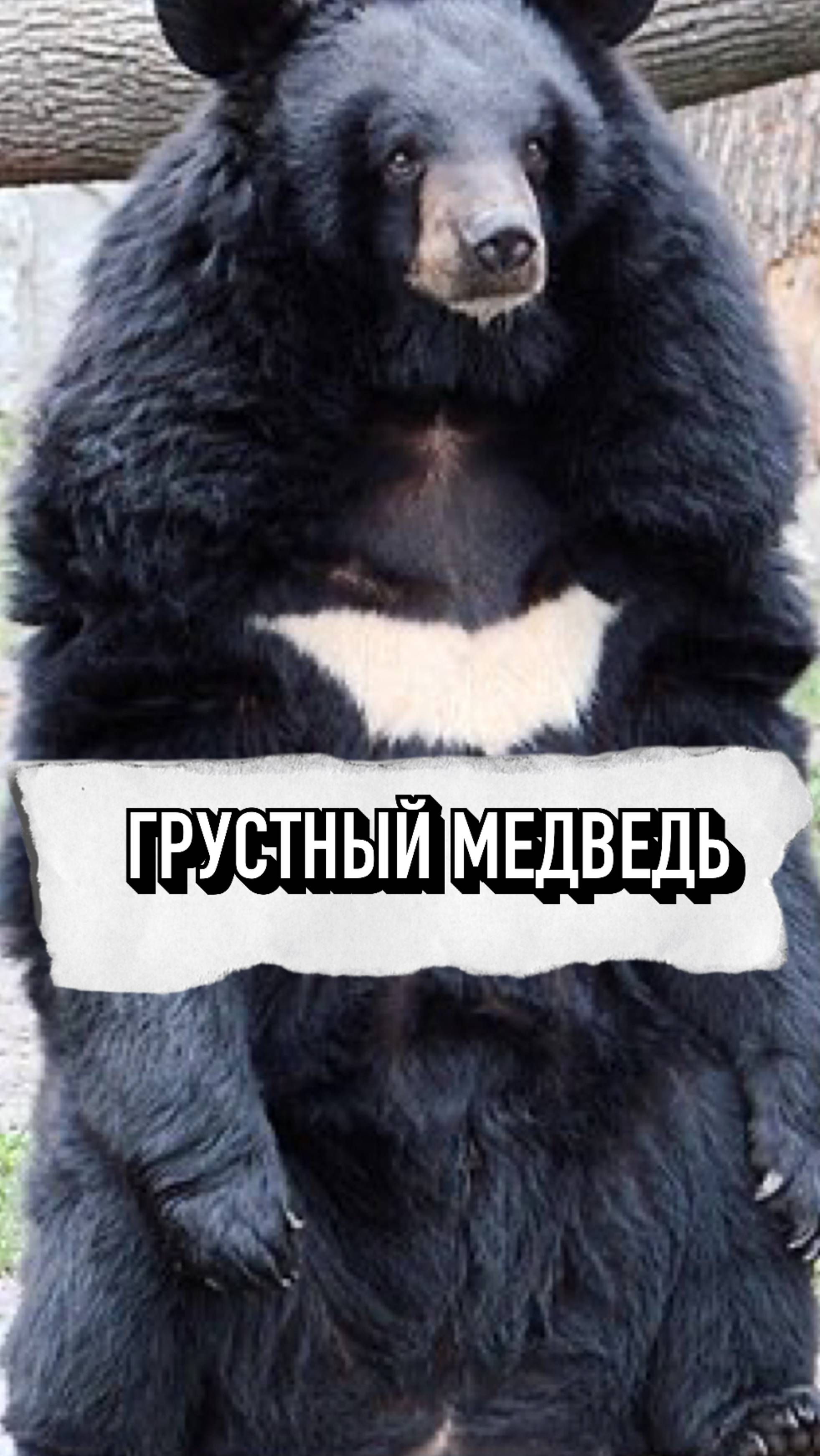 Этого Медведя Никто Не Любит💔