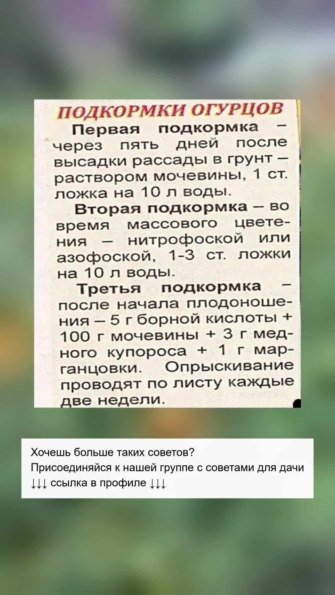 Как правильно подкормить огурцы