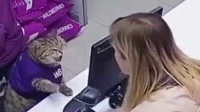 Скандал с котом в ПВЗ маркетплейса Wildberries