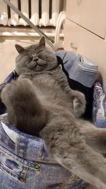 каждый вечер я кот Федя