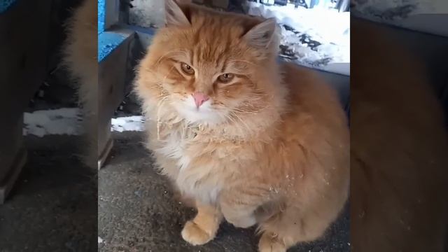 Рыжик дрожащий малыш