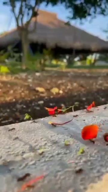 YouCut_20251009_060125966.mp4