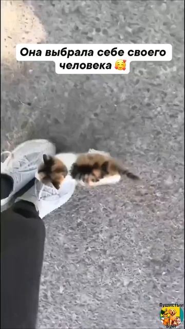 Клип @meowtaverse