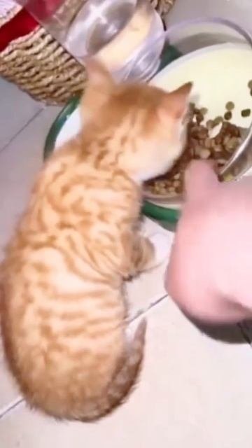 голодные кошки😂